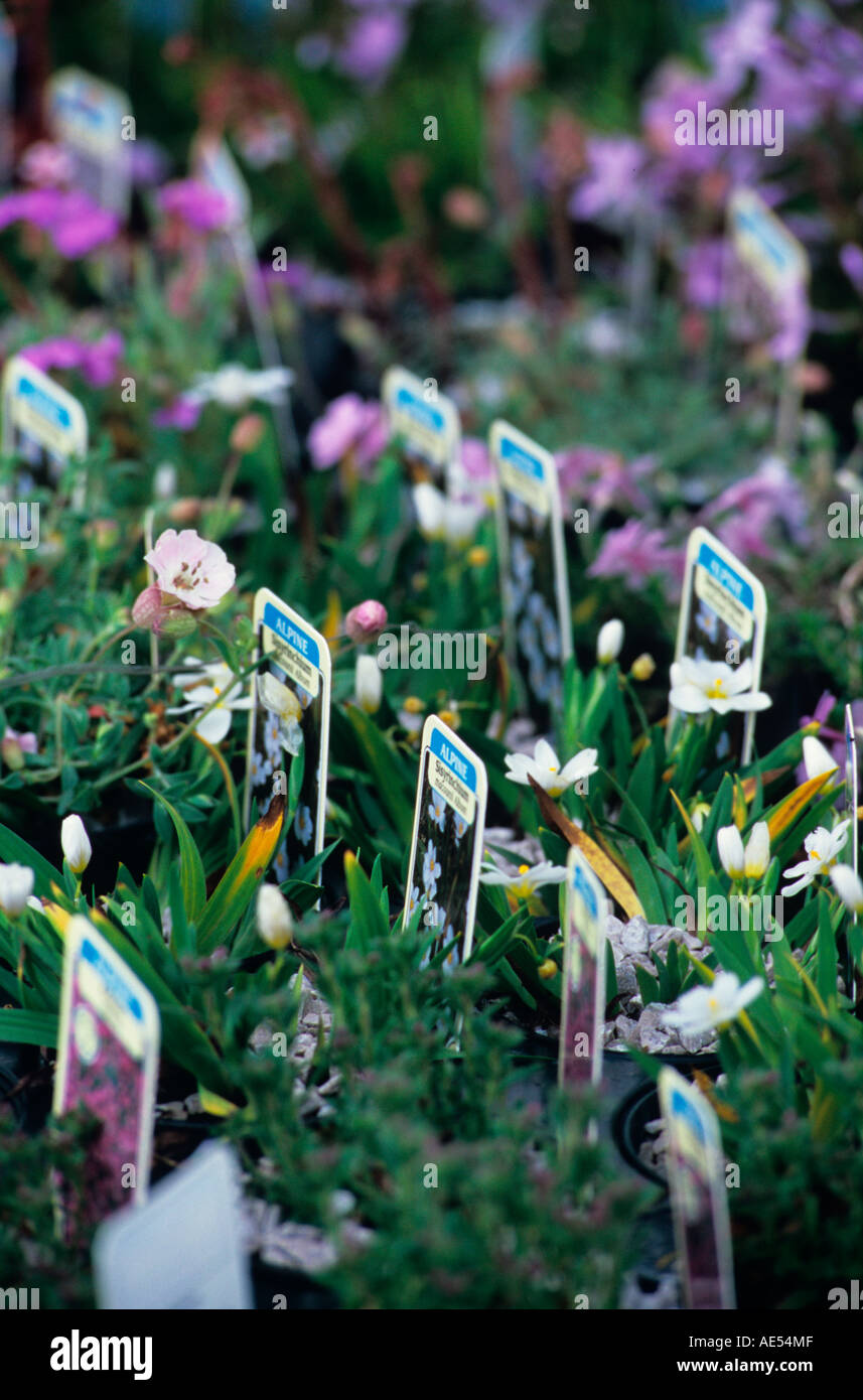 Impianti per la vendita al giardino inglese centro, isola di Con, enland, UK, alpines Foto Stock