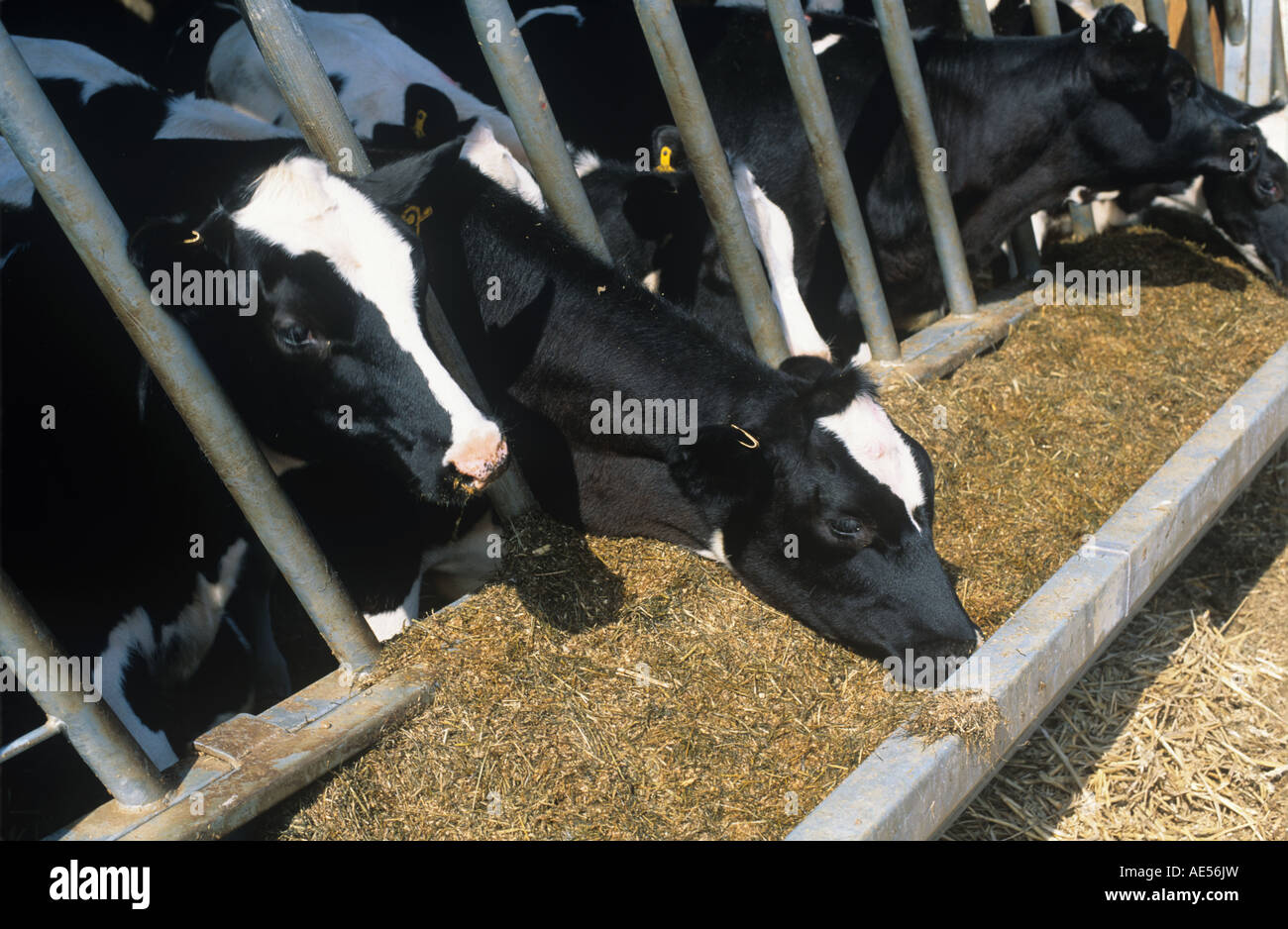 Holstein youngstock Frisone in penne avanzamento sul foraggio insilato di mais da foraggio miscela Hampshire Foto Stock