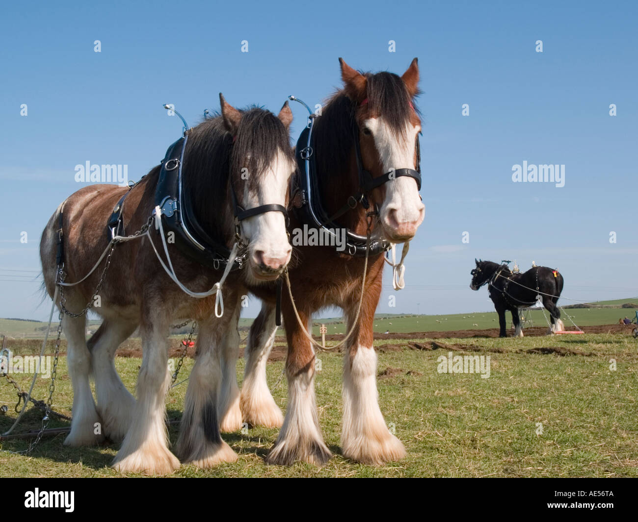 Coppia di Shire cavalli a riposo Anglesey Vintage match di aratura. Isola di Anglesey North Wales UK Foto Stock