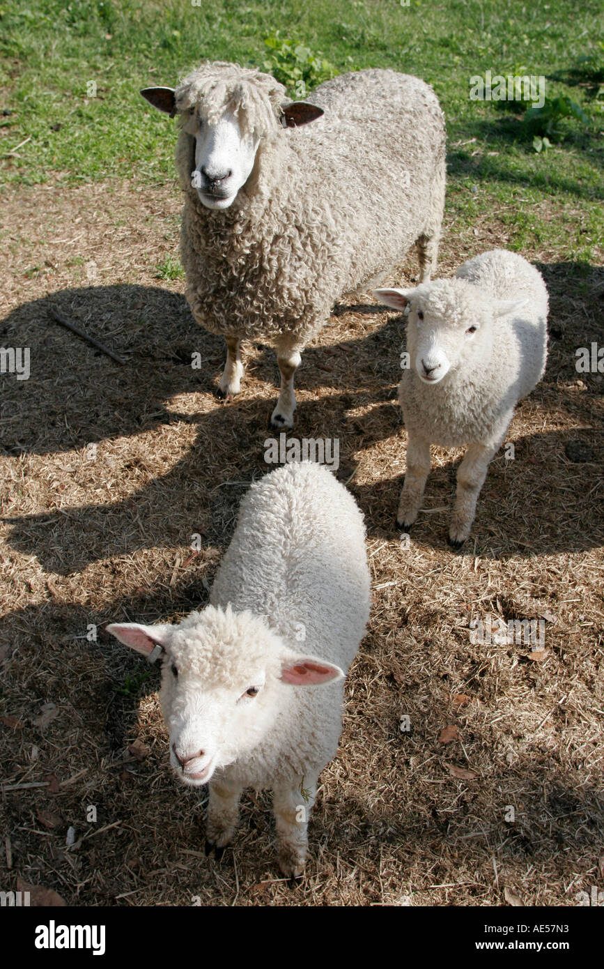 Colonial Williamsburg Virginia, Duke of Gloucester Street, Leicester Longwool, Sheep, VA060517010 Foto Stock