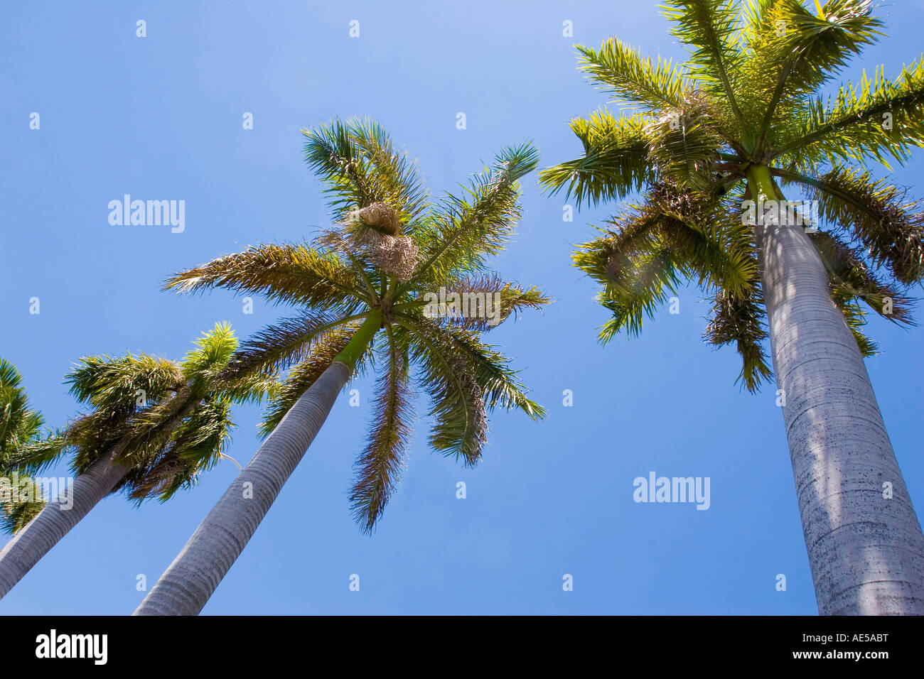 Alte palme in una fila elevato overhead contro un cielo azzurro Miami Florida Foto Stock