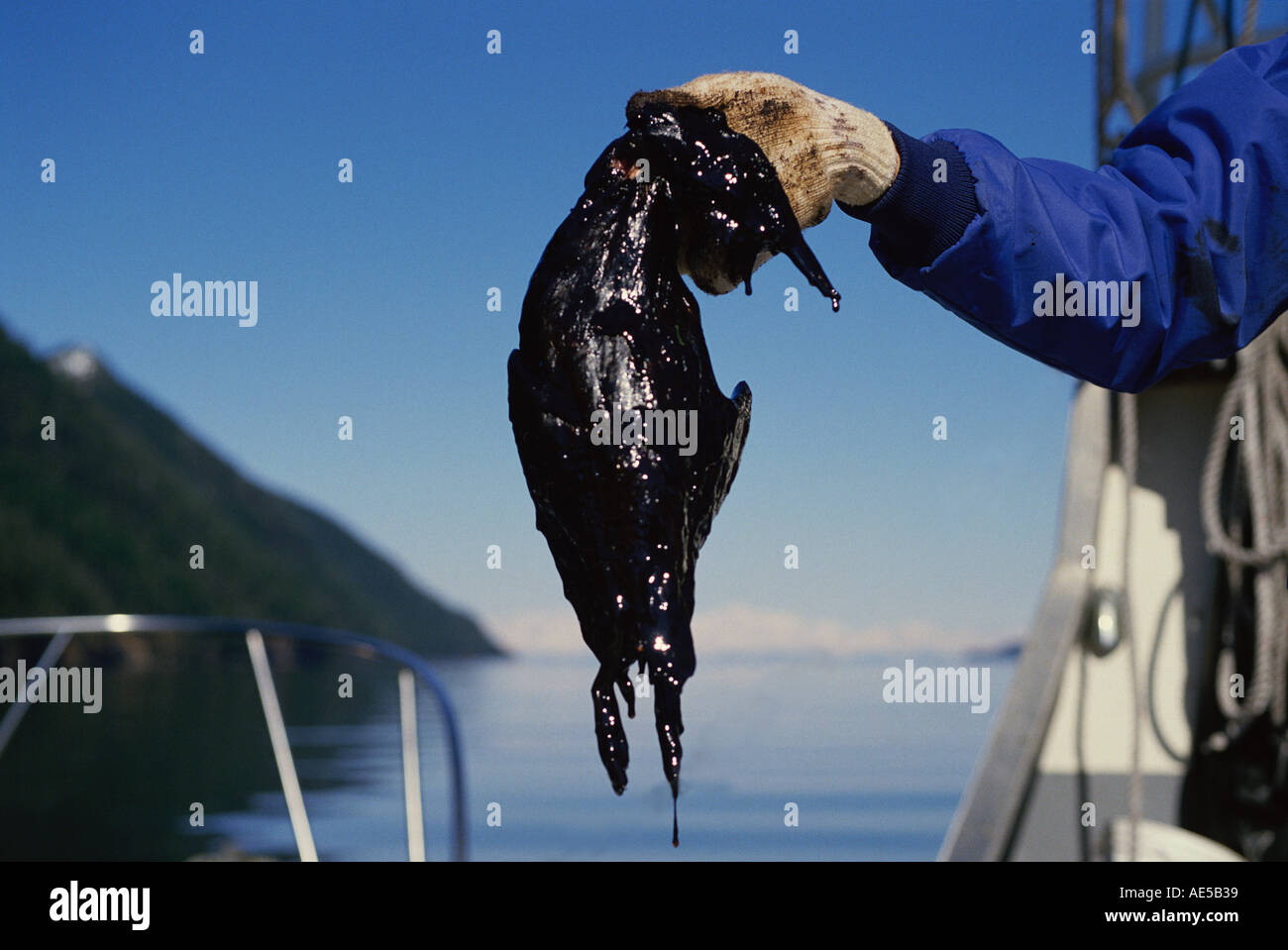 Uccello ucciso in Oilspill Enviornmental Disaster Foto Stock