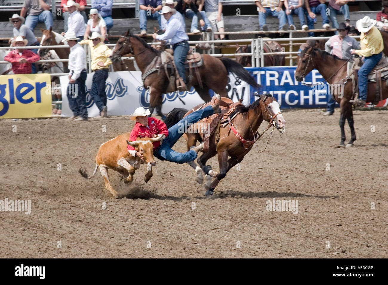 Cowboy scivolare fuori dal suo cavallo al galoppo di agguantare un vitello per le corna in midair in un rodeo steer wrestling la concorrenza Foto Stock