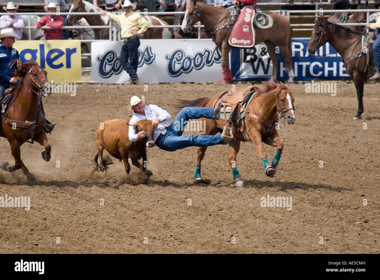 Cowboy scivolare fuori dal suo cavallo al galoppo di agguantare vitello per le corna in midair in rodeo steer wrestling la concorrenza Foto Stock