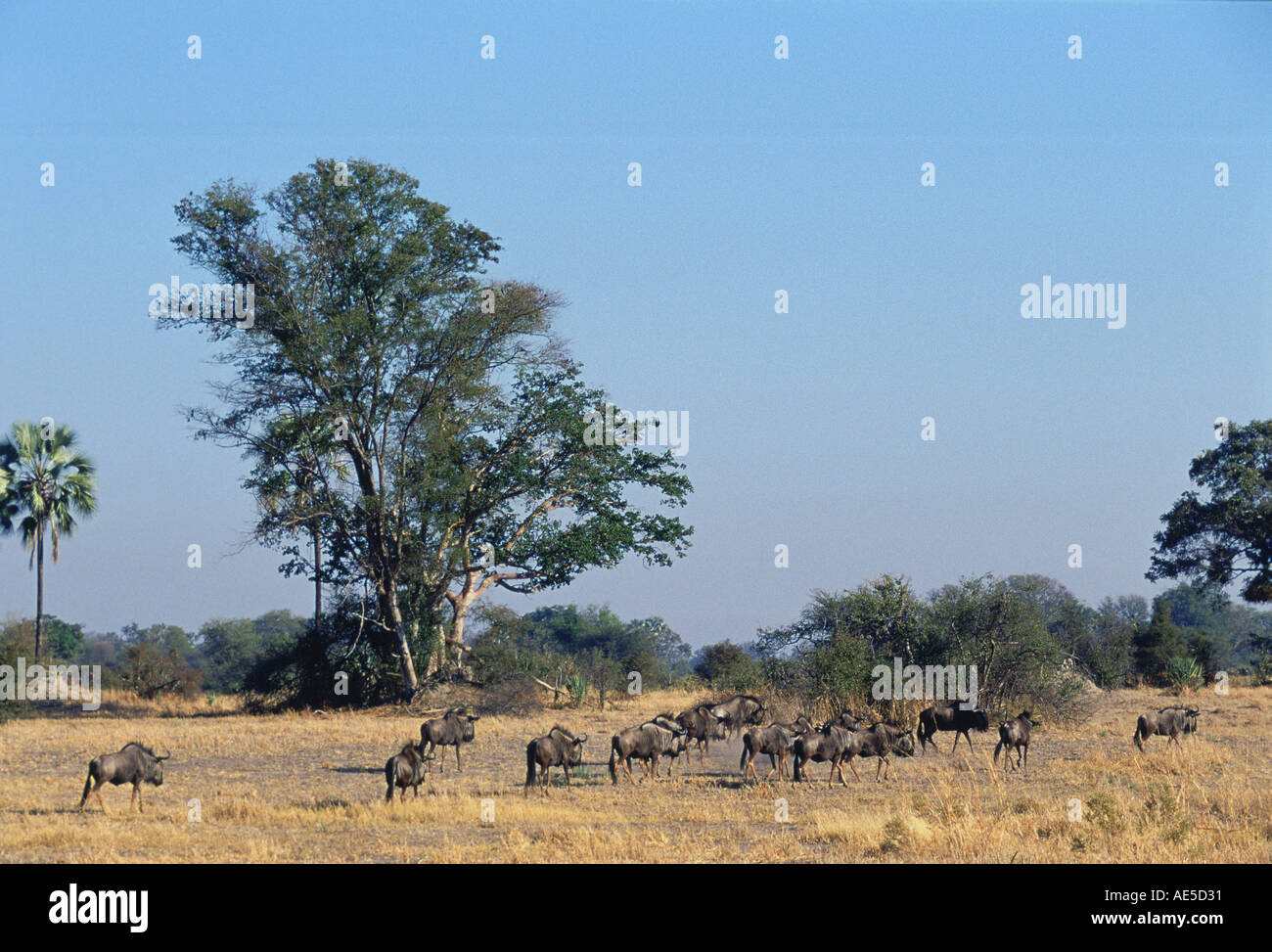 Allevamento di wildebeests nella savana in Moremi praterie Parco Nazionale di Botswana Foto Stock