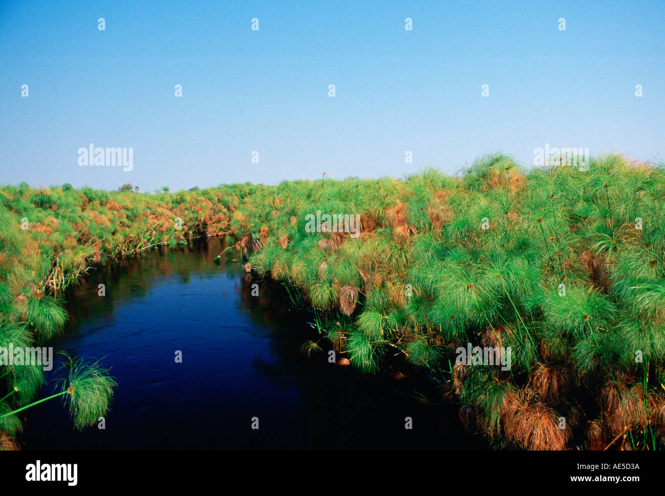 Il papiro crescere in Okavango Delta in Botswana Africa Foto Stock