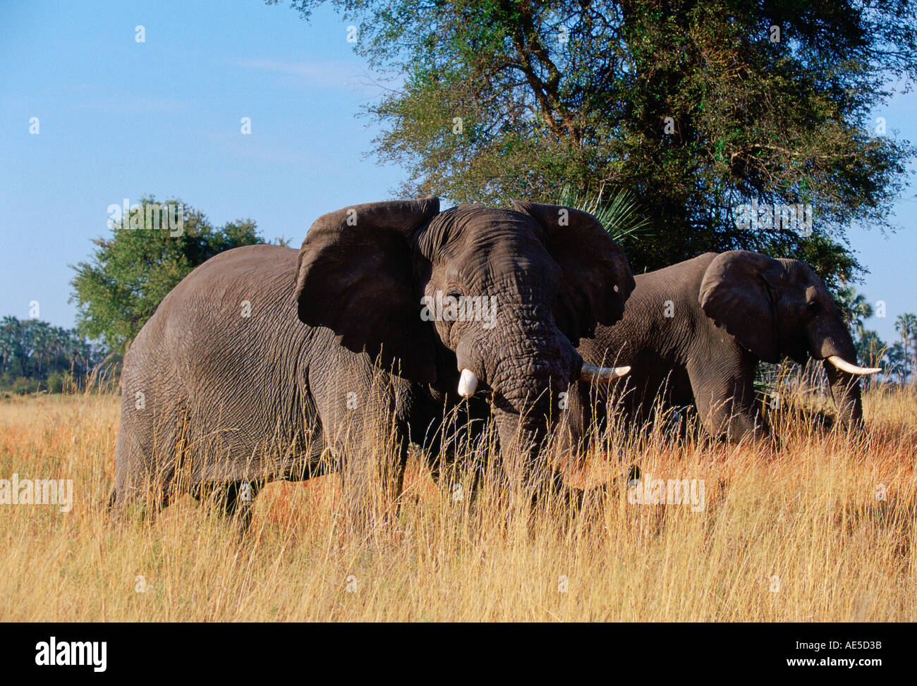 Gli elefanti nella Moremi Parco Nazionale di Botswana Foto Stock