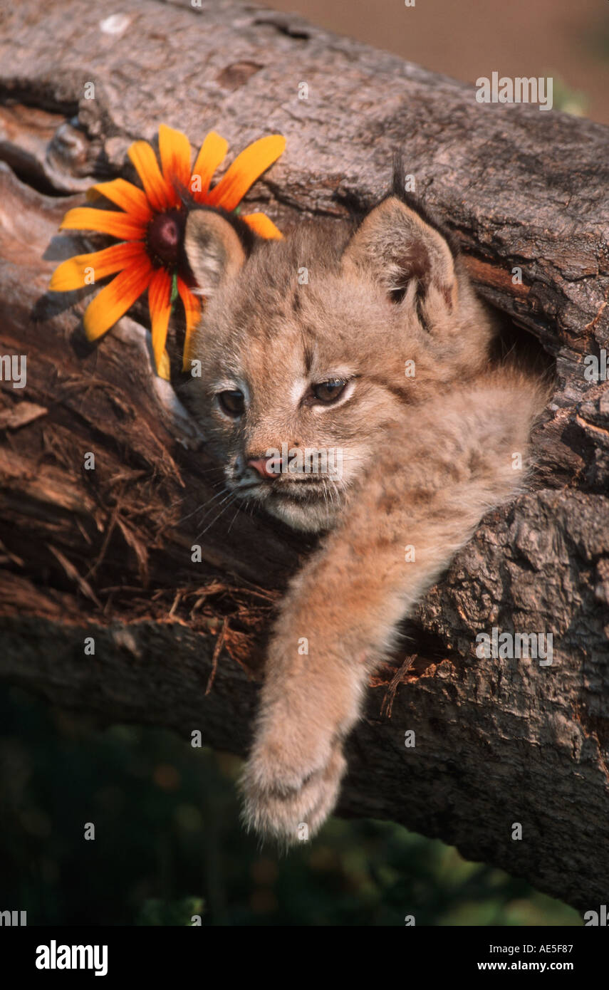 Il Lynx di Canada Kit nel ritratto di registro Lynx canadensis proprietà privata MINNESOTA Foto Stock