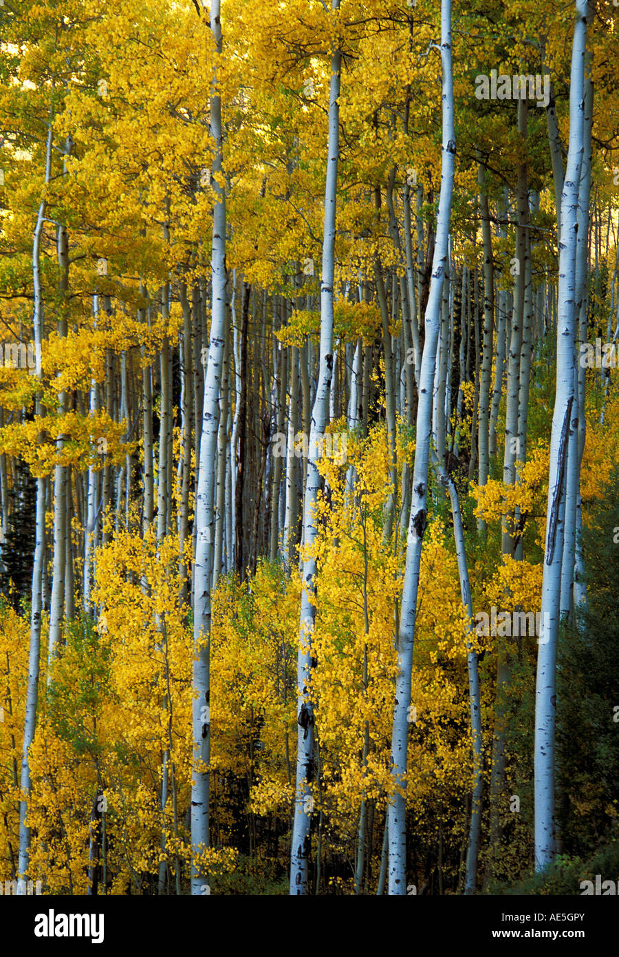 Foglie di giallo di aspen alberi con corteccia bianco in autunno Telluride Colorado Foto Stock