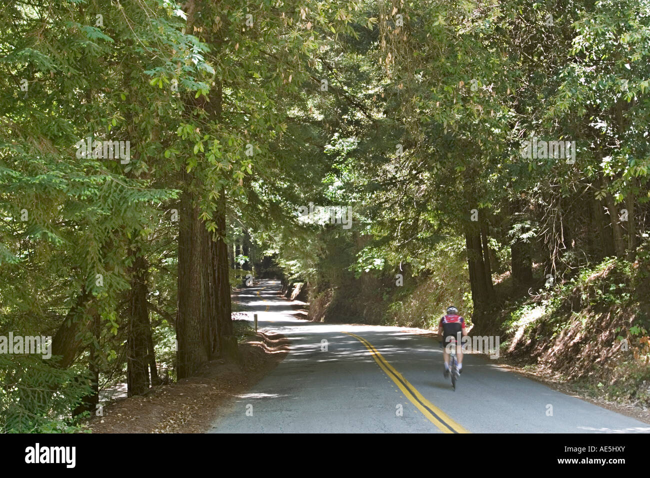 Ciclista in sella verso il basso un sun pezzata paese strada fiancheggiata con alti alberi Redwood California Corralitos Foto Stock