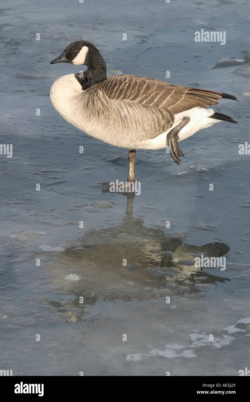Oca Canadese Branta canadensis in piedi su una gamba sola con la sua riflessione nel laghetto ghiacciato Foto Stock