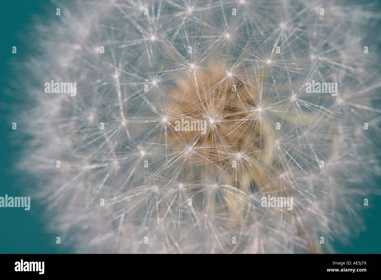 Primo piano di un seme di tarassaco con un intricato modello web di delicati tralci di bianco Foto Stock