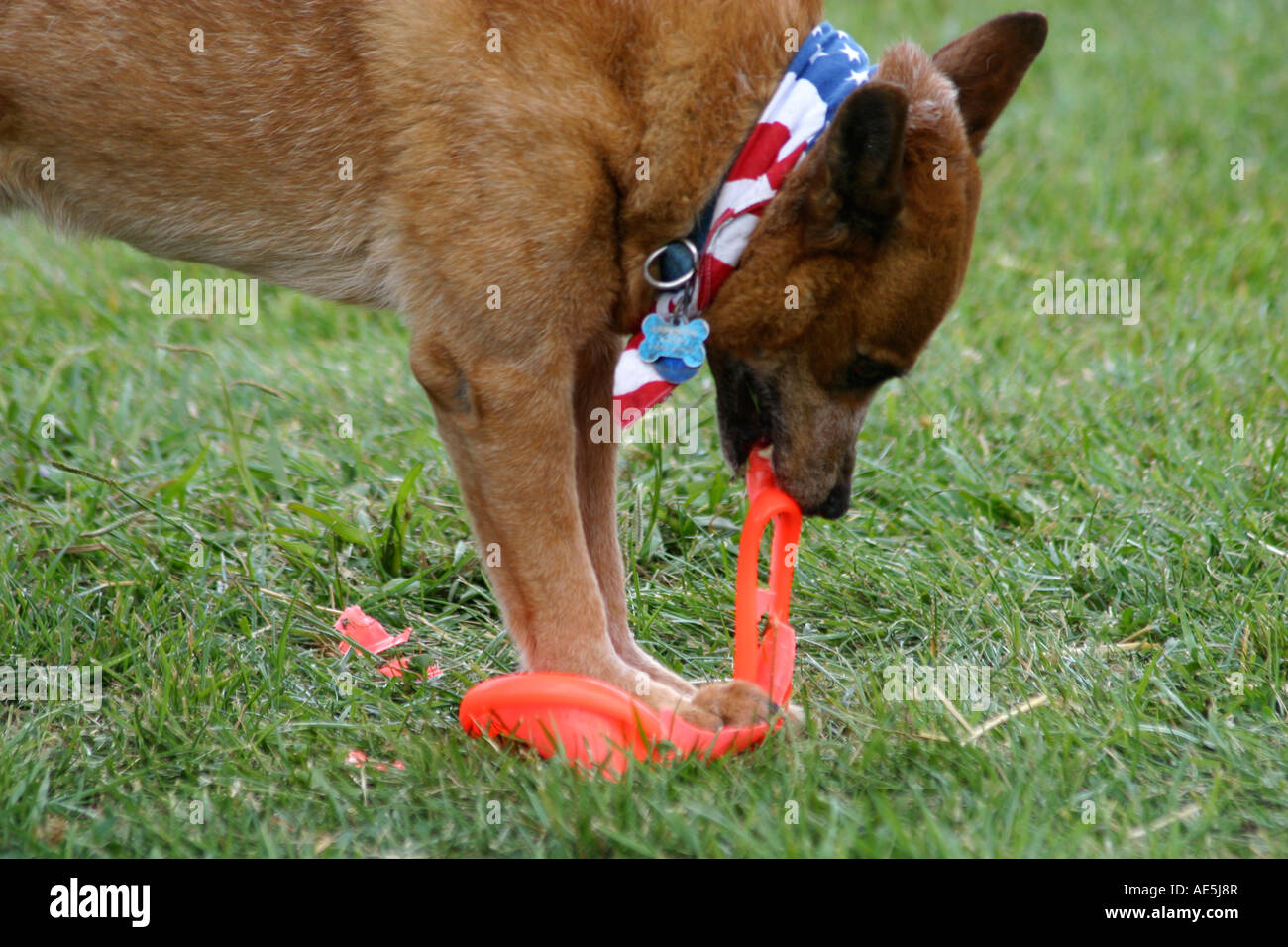 Cane in erba che indossa una bandana strappo un arancione frisbee a brandelli Foto Stock