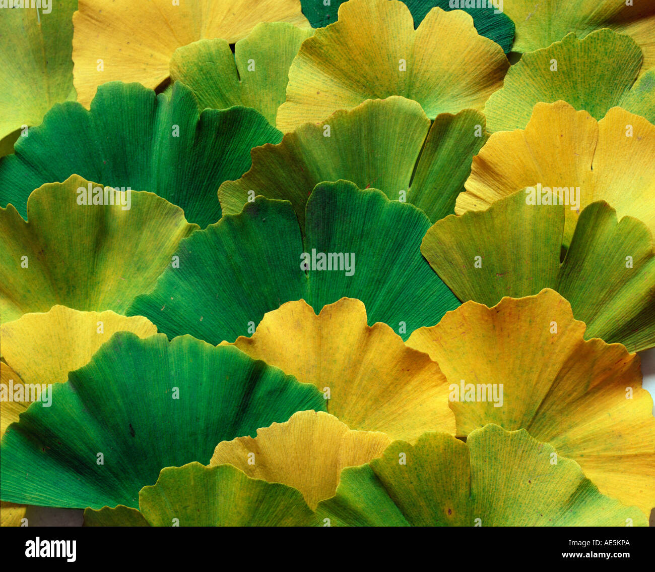 Maidenhair Tree (foglie di Ginkgo biloba) Foto Stock