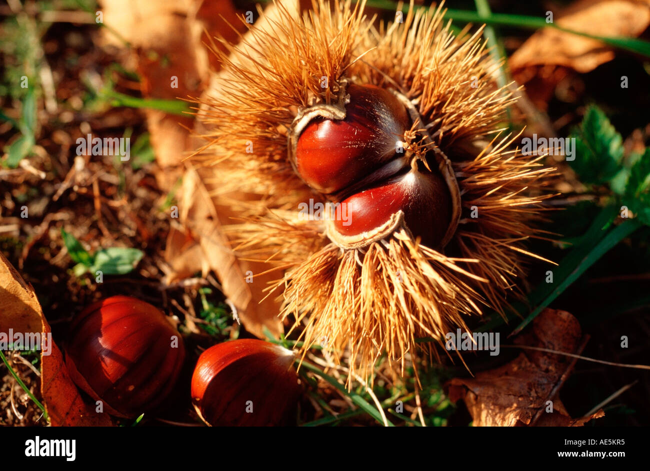 Dolci frutti di castagno (Castanea sativa) Foto Stock