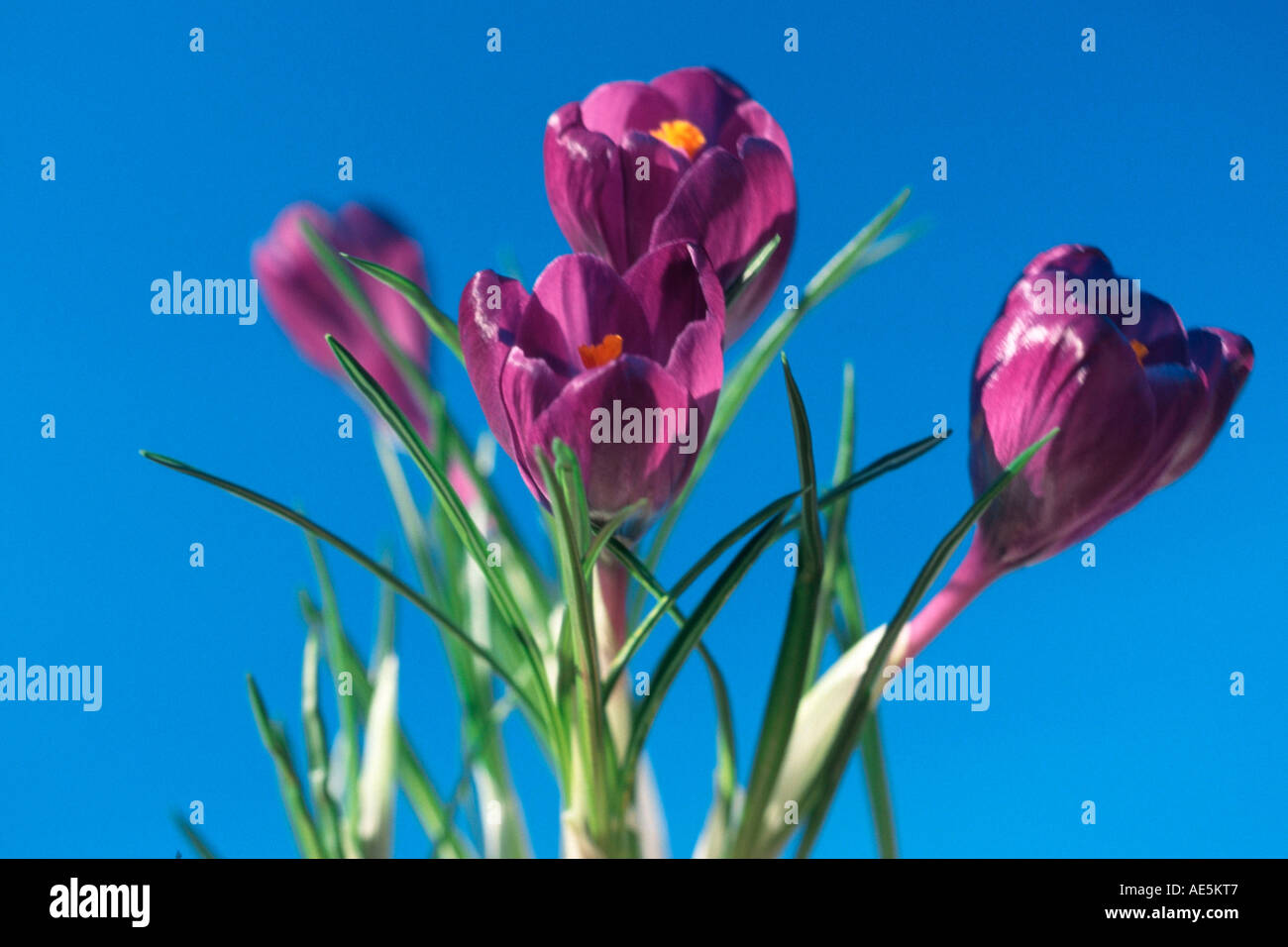 Crocusses Foto Stock