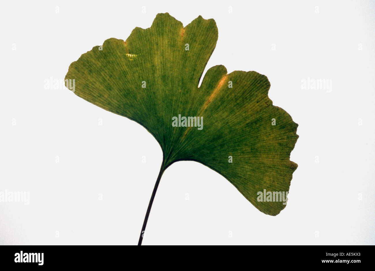 Maidenhair Tree (foglie di Ginkgo biloba) Foto Stock