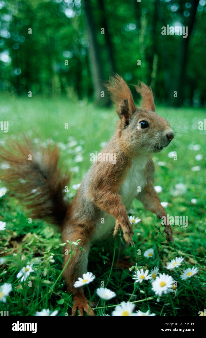 Scoiattolo rosso, Germania (Sciurus vulgaris) Foto Stock