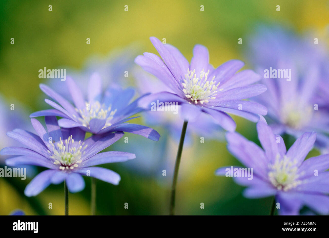 Anemone appenninica (Anemone apennina) Foto Stock