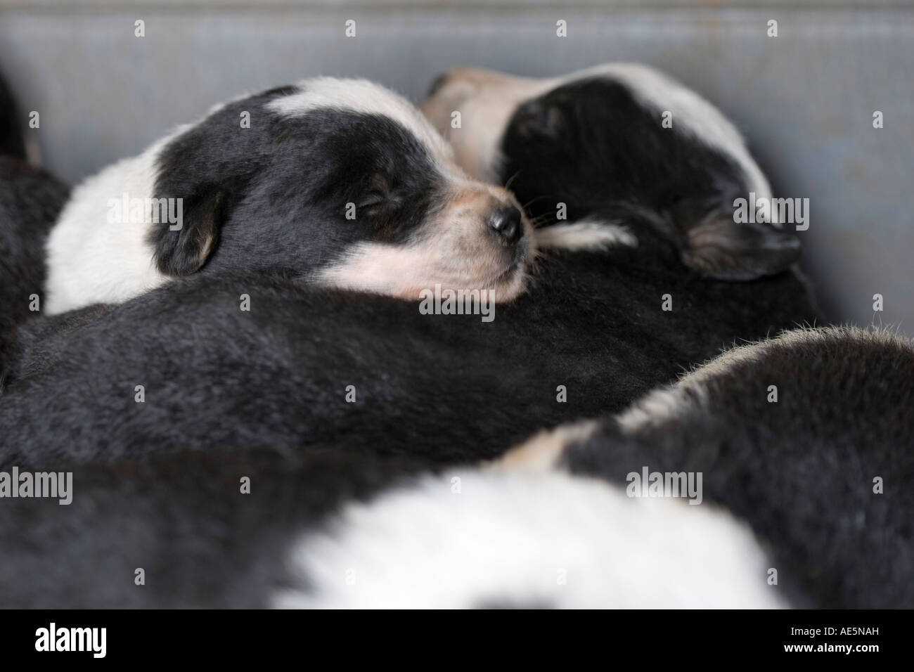 Due settimane vecchio neonato di razza mista in bianco e nero di cuccioli dormono accatastati sulla parte superiore di ogni altro per il calore Foto Stock