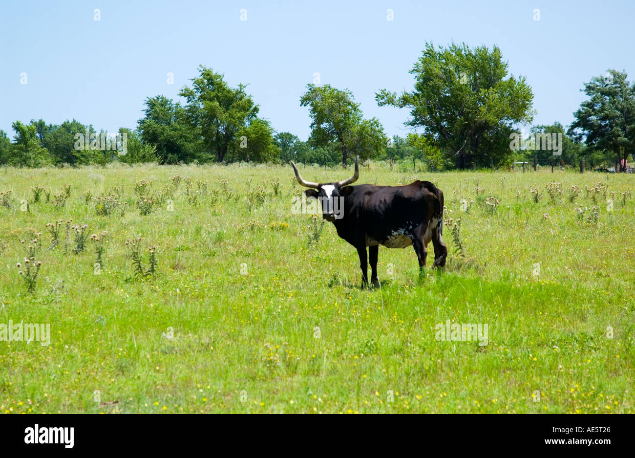 Mucca longhorn del Texas nero in posa per la macchina fotografica in un campo rurale, Stati Uniti. Foto Stock