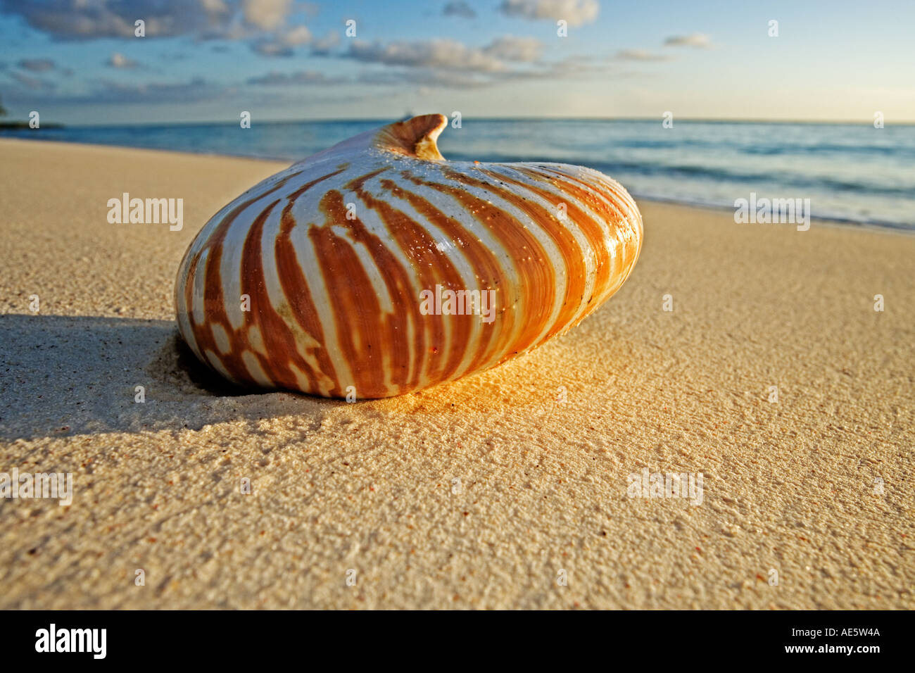 Guscio di Nautilus Nautilus spp lavato fino sulla spiaggia Seychelles Foto Stock