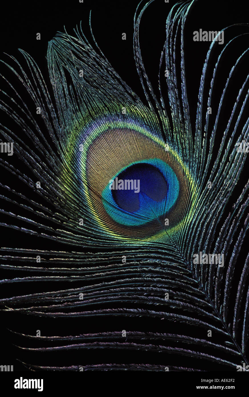 Peacock feather close up, STATI UNITI D'AMERICA Foto Stock