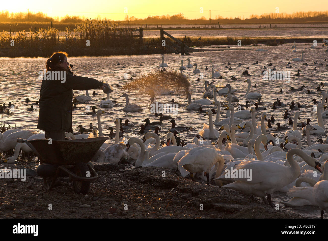 Alimentazione di cigni in sera in Welney Wildfowl and Wetland Trust Reserve, Welney, Norfolk, Regno Unito Foto Stock