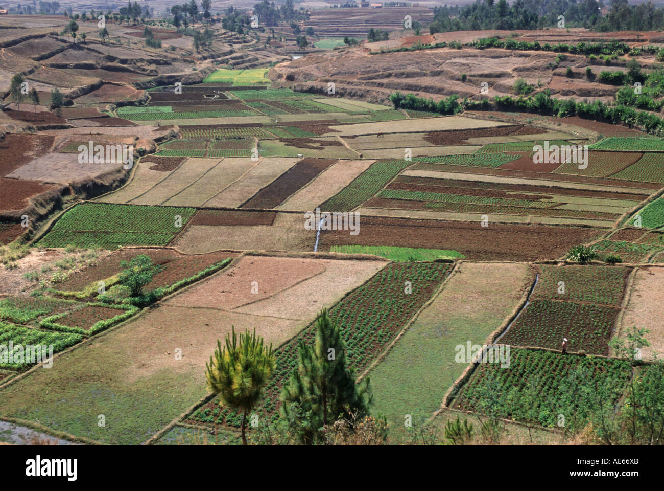 Paese agraria con campi di riso, altopiani del Madagascar Foto Stock