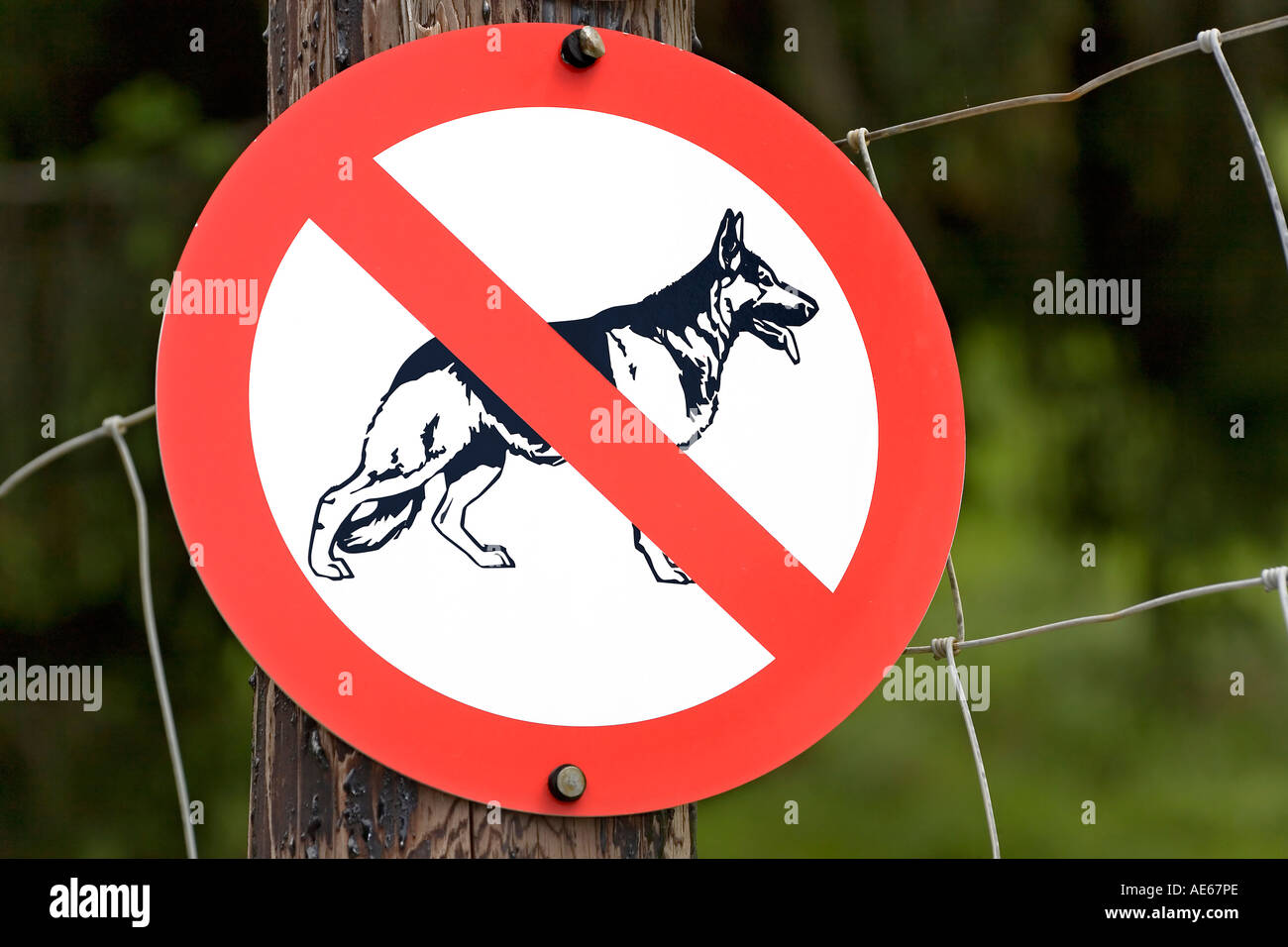 Cartello: no cani Foto Stock