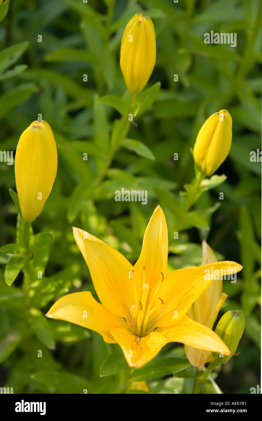 Giglio giallo, fiorisce in diverse fasi Foto Stock