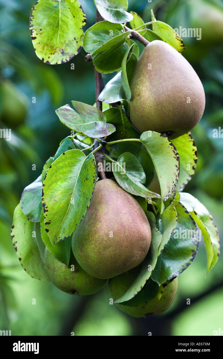 Conferenza di pere la maturazione sulla pianta in un frutteto in inglese Foto Stock