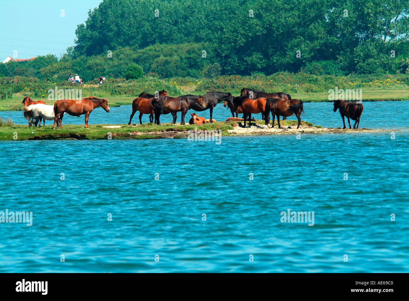 New Forest pony presso i fiumi bordo sul fiume Avon Stour estuario Christchurch Dorset Foto Stock