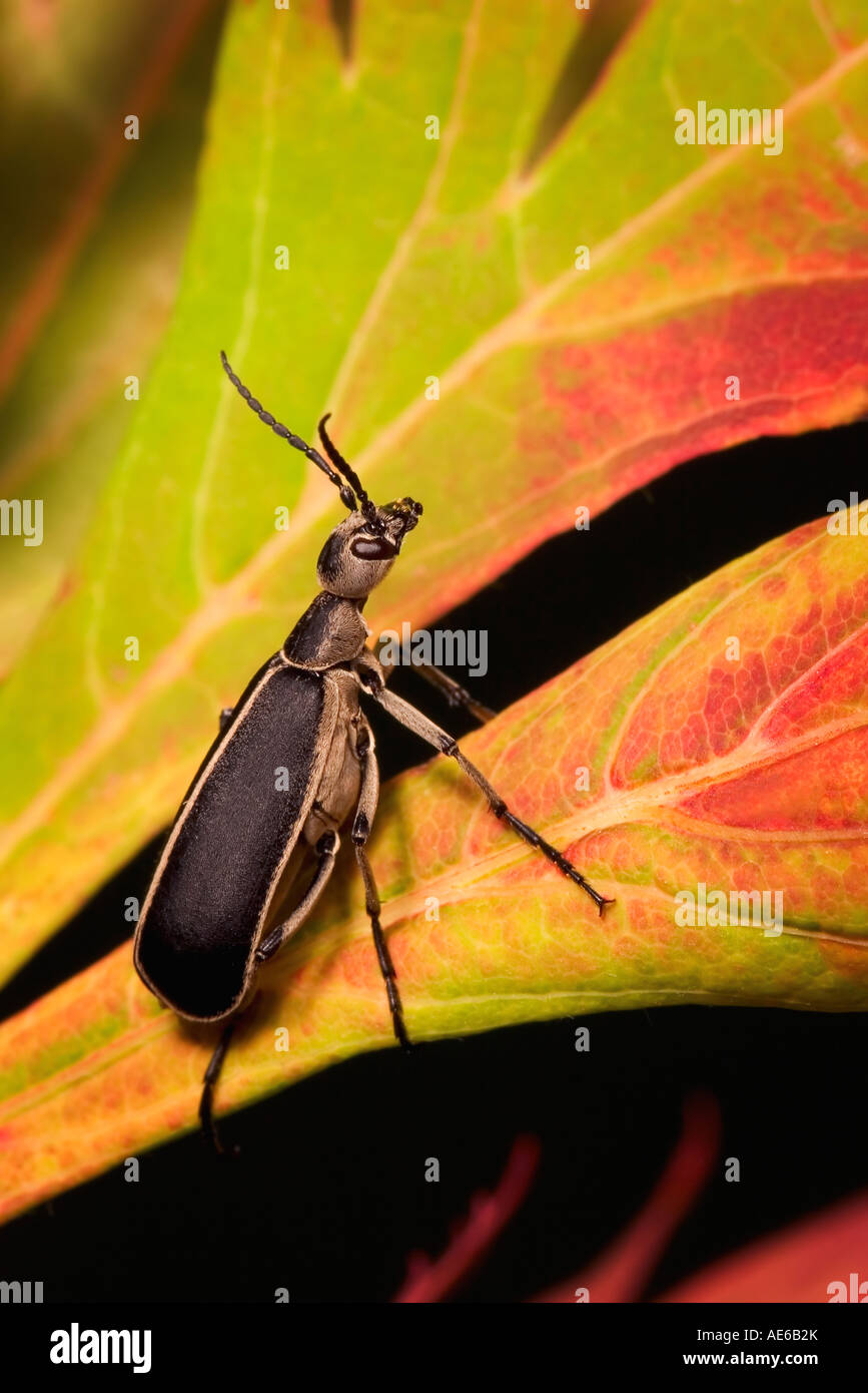 Foto macro di emarginati Blister Beetle Epicauta pestifera in un giapponese di acero Foto Stock