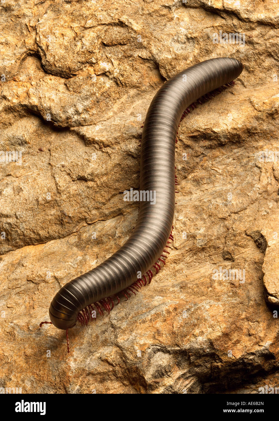 Sei pollici lungo millepiedi Foto Stock