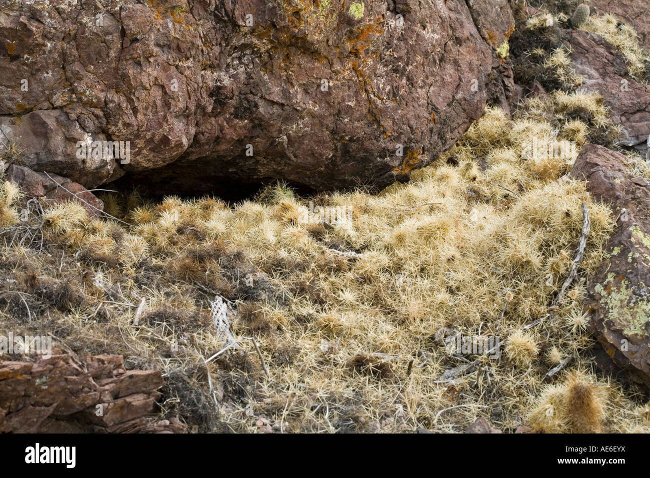 Pack ratti Neotoma posizionare le sfere di Cholla intorno all'entrata dei loro nidi per proteggerli dai predatori dell'Arizona meridionale Foto Stock