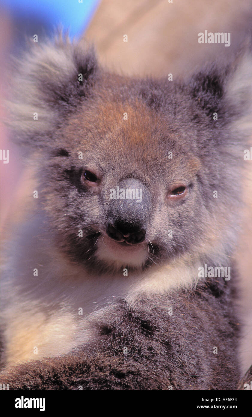 Australian Koala sul circuito di Phillip Island Victoria Phascolarctos cinereus Foto Stock