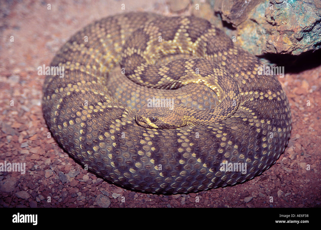 Western Diamondback Rattlesnake avvolto a ricciolo in un deserto del Nevada USA Crotalus atrax Foto Stock