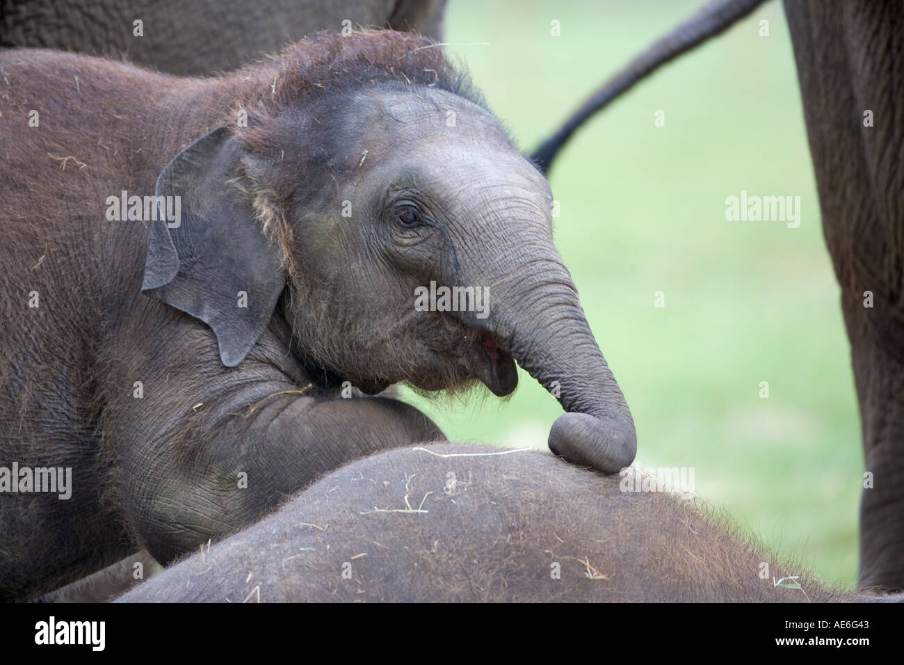 Elefante asiatico Elephus maximus vitello Foto Stock
