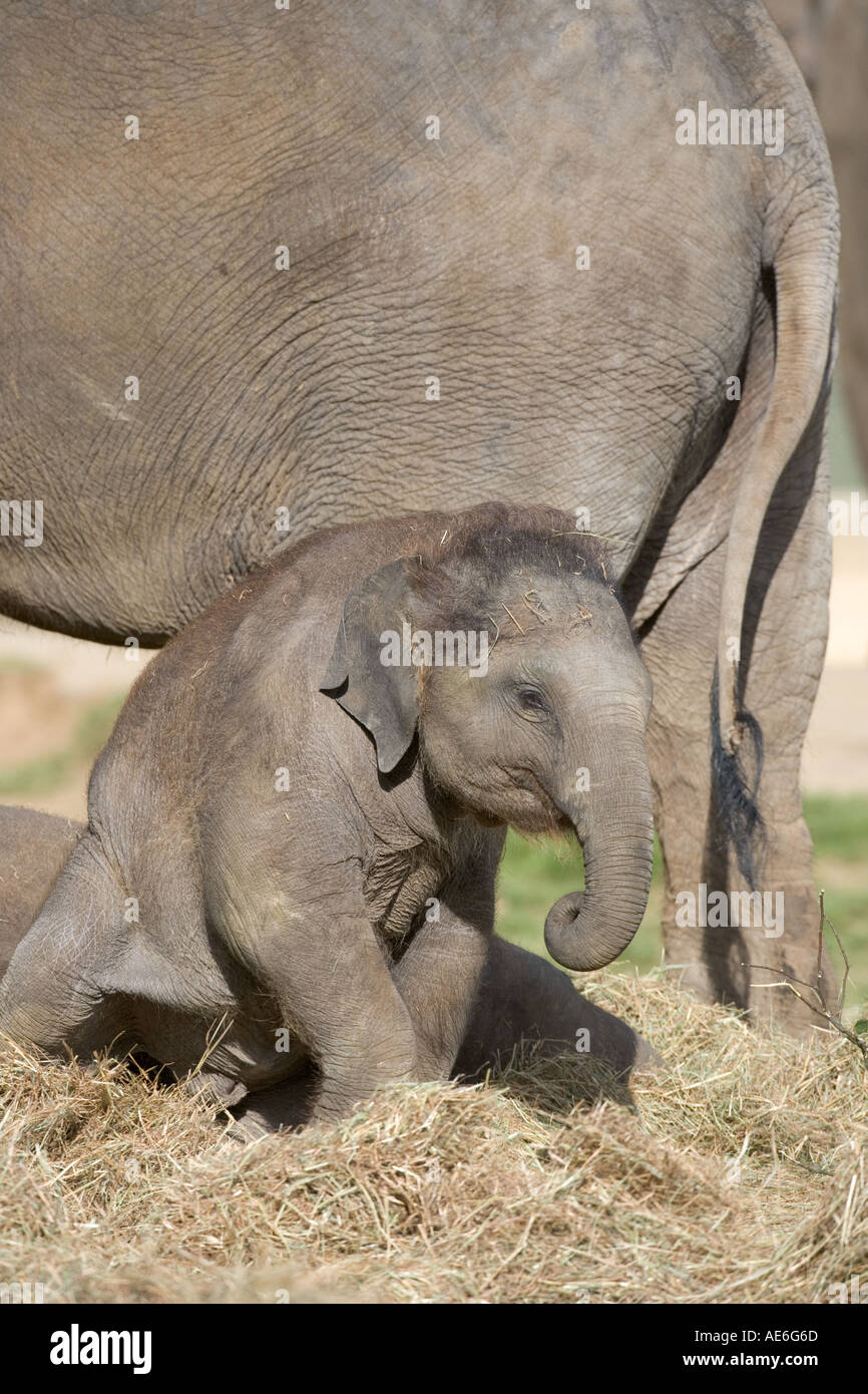 Elefante asiatico Elephus maximus di vitelli e di mucca Foto Stock
