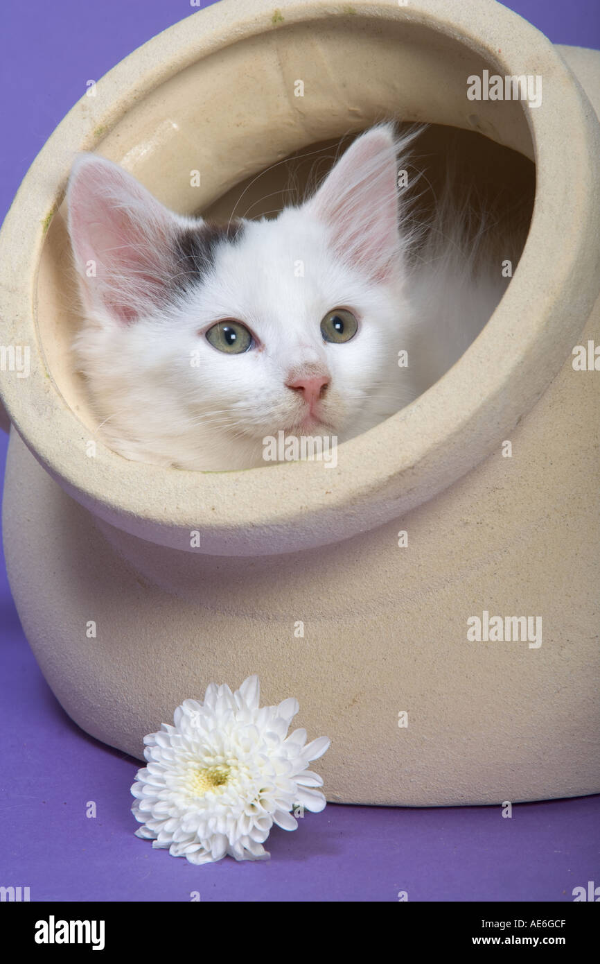 Gattino bianco in Pot Foto Stock