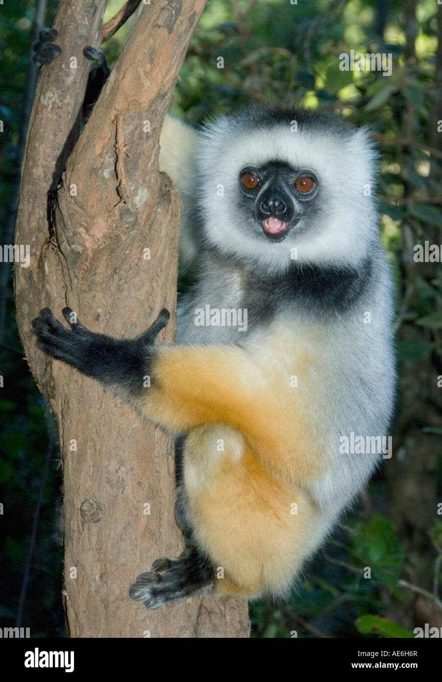 Diademed Sifaka Lemur (Propithecus diadema) CAPTIVE Madagascar Foto Stock