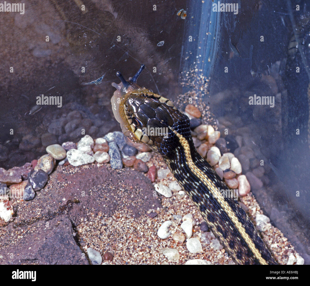 Western garter snake Thamnophis elegans eatin uno slug Foto Stock