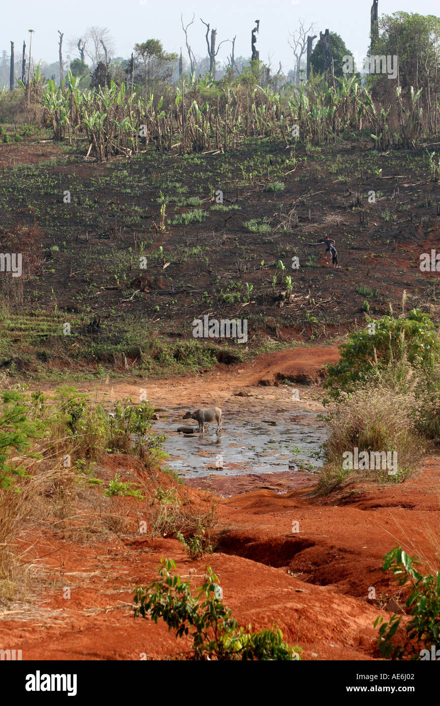 Una bufala sorge in mezzo a colline cleared by slash e masterizzare in Cambogia s cardamomo forest Foto Stock