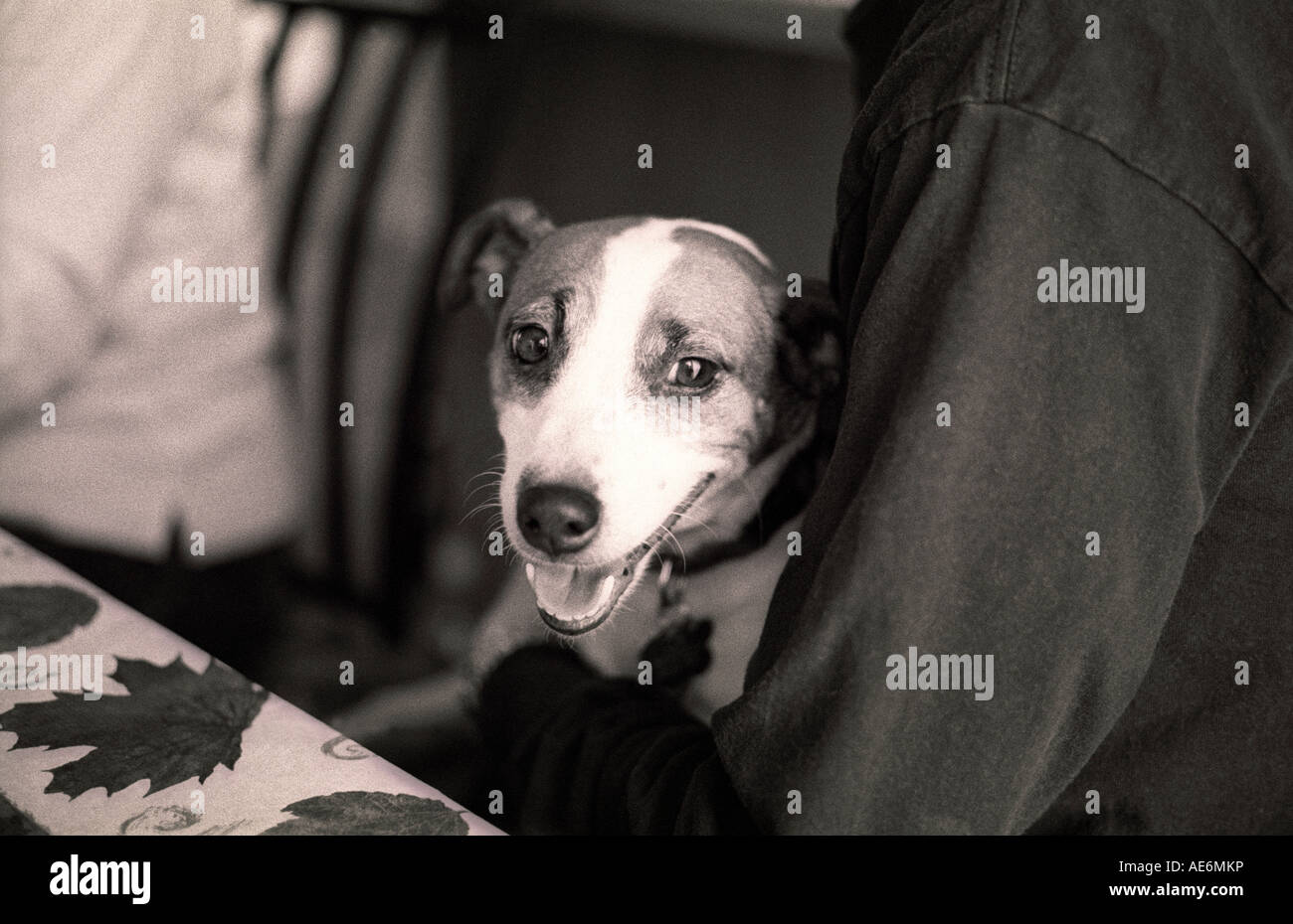 Dog sitter sul giro nella tabella. Foto Stock