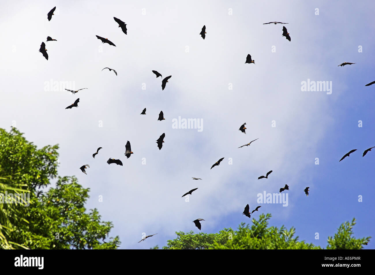 Gruppo di Seychelles Volpi volanti (Pteropus seychellensis) in volo, Mahe, Seicelle Foto Stock