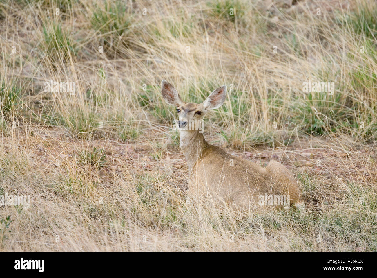 Mule Deer Odocoileus hemionus Elgin Arizona Stati Uniti 21 luglio femmina adulta Cervidae Foto Stock