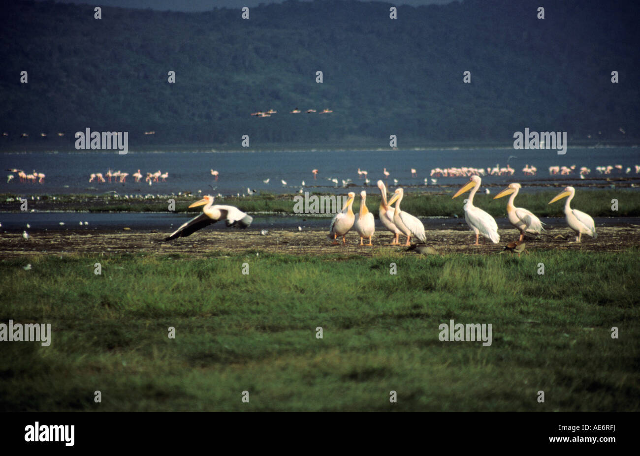 Pellicani e altri uccelli acquatici al Lago Manyara in Tanzania. Foto Stock