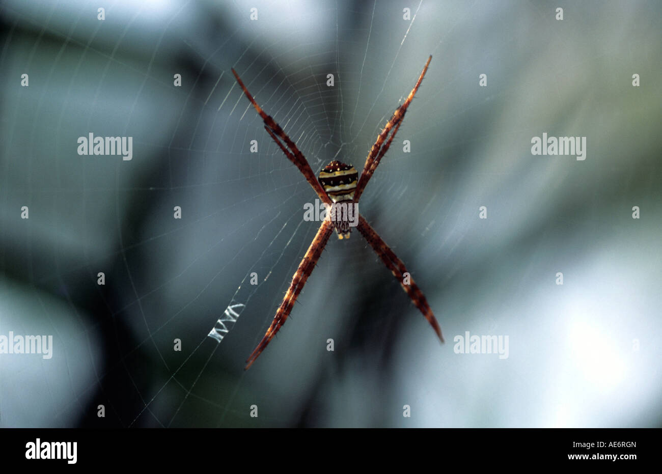 Firma SPIDER Argiope specie, Gurumara National Park, West Bengal. Foto Stock