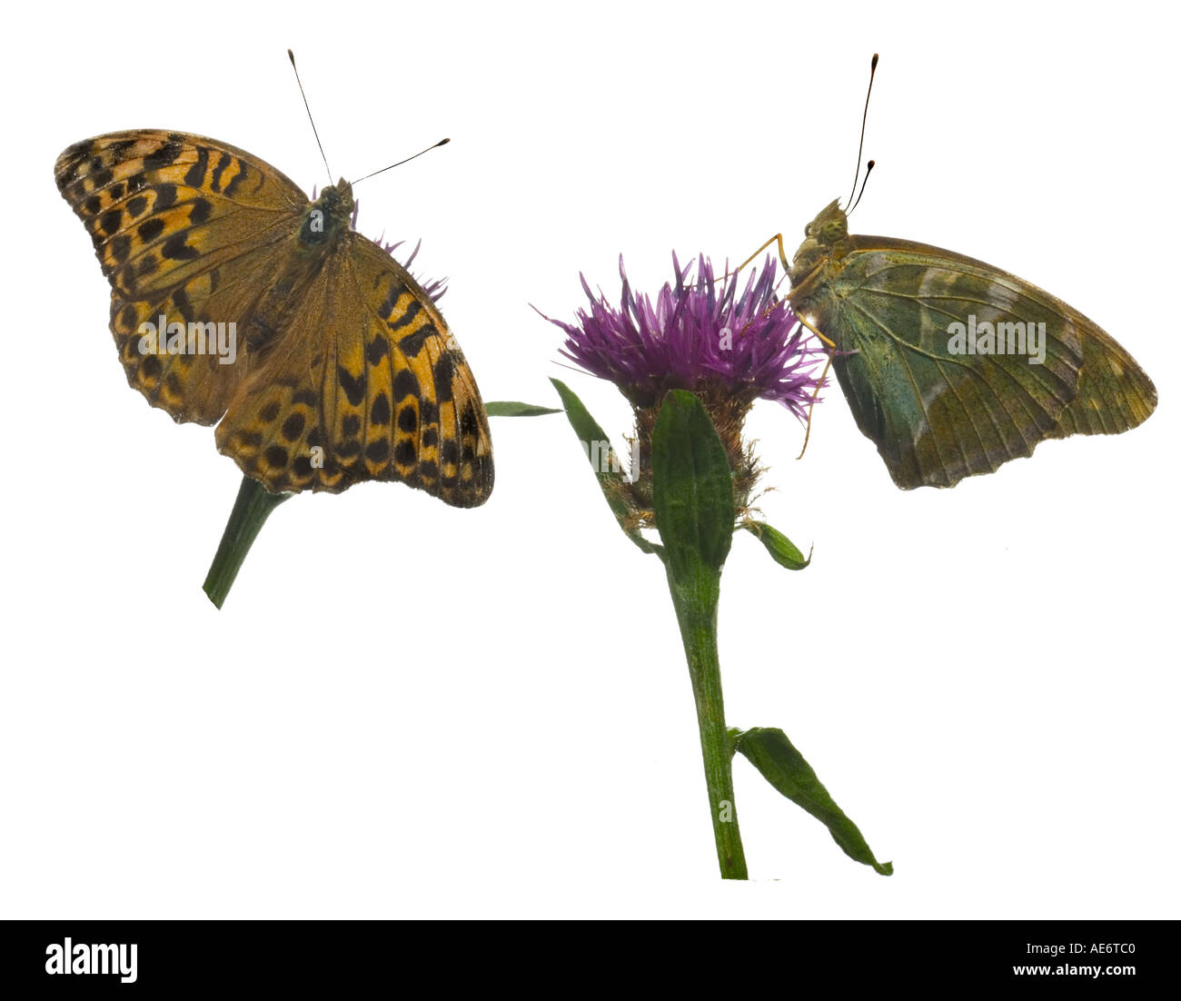 Argento-lavato Fritillary. Femmina su Hardhead mostra aperta chiusa ali Surrey in Inghilterra Luglio Foto Stock